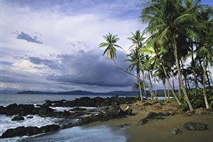 Palms on the beach at Drake Bay, Corcovado National Park, Osa Peninsula, Costa Rica