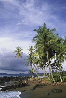 Drake Bay Prints: Palms on the beach at Drake Bay, Corcovado National Park, Osa Peninsula, Costa Rica