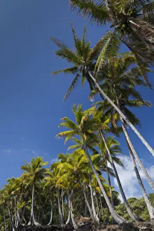 Palms along the Puna Coast, Big Island, Hawaii, (Before the lava flow of 2018)