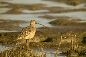 Janet Horton Prints: Palo Alto Baylands Nature Preserve