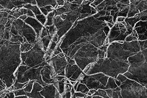 Slope Prints: Palo santo tree. Floreana Island, Galapagos Islands, Ecuador
