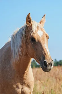 South Dakota Prints: Palomino headshot