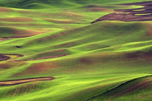 Rolling Prints: Palouse from Steptoe Butte of Cultivation Patterns, Whitman County, Washington, USA