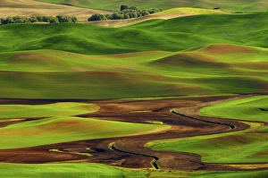 Images Dated 12th June 2012: Palouse view from Steptoe Butte of Cultivation Patterns