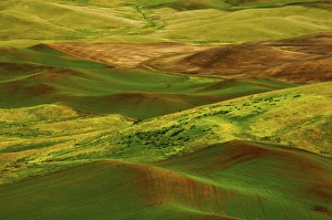 Images Dated 14th June 2012: Palouse view from Steptoe Butte of Cultivation Patterns; Whitman County; Washington