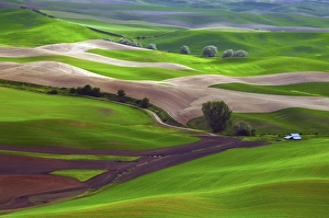 Images Dated 12th June 2012: Palouse view from Steptoe Butte of Cultivation Patterns; Whitman County; Washington