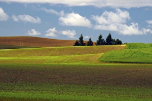 Palouse View, Whitman County, Washington