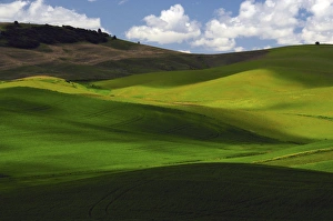 Images Dated 13th June 2012: Palouse View in Whitman County, Washington, USA