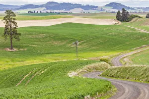Winding Road Prints: Palouse, Washington State, USA. Dirt road winding through wheat fields in the Palouse