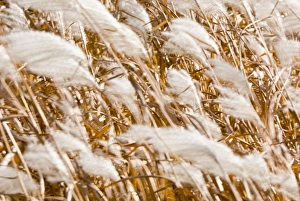 Images Dated 12th October 2006: Pampas grass in the wind, Unionville, Ontario