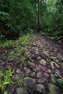 Christian Ziegler Prints: Panama, Camino del Cruiz, ruins of the old trade road that was used to transport gold