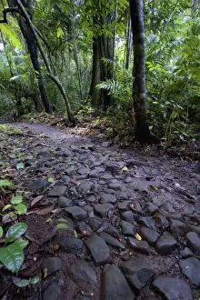 Panama, Camino del Cruiz, ruins of the old trade road that was used to transport gold