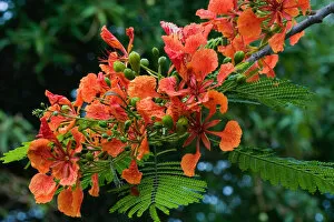 Images Dated 1st August 2005: Panama City, Panama, Royal Poinciana (Delonix regia), or Flamboyant Tree flowering