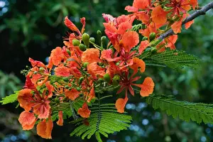 Panama City, Panama, Royal Poinciana (Delonix regia), or Flamboyant Tree flowering