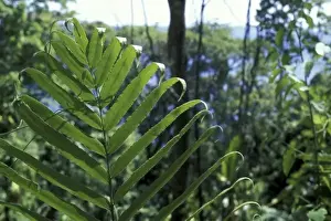 Eco Tourism Prints: Panama, Colon Province, Lush rainforest jungles line shores of Gatun Lake along Panama
