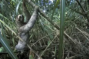 Sloth Prints: Panama, Colon Province, Three-toed sloth (Bradypus tridactylus) climbs through dense