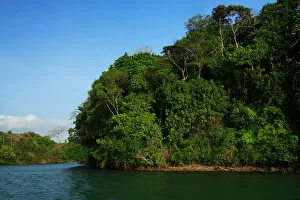 Images Dated 5th March 2006: Panama, Panama Canal, tropical forest along the edges of the Panama Canal