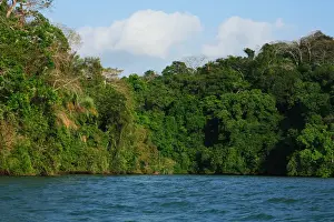 Panama Prints: Panama, Panama Canal, tropical forest along the edges of the Panama Canal