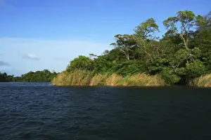 Images Dated 5th March 2006: Panama, Panama Canal, tropical forest along the edges of the Panama Canal