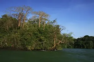 Images Dated 5th March 2006: Panama, Panama Canal, tropical forest along the edges of the Panama Canal