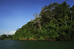 Images Dated 5th March 2006: Panama, Panama Canal, tropical forest along the edges of the Panama Canal