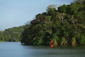 Images Dated 17th February 2006: Panama, Panama Canal, tropical forest along the edges of the Panama Canal