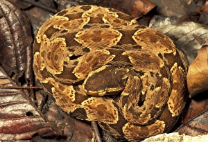 Panama, Soberania National Park. Fer de Lance (Bothrops asper)