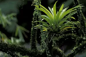 Panama, Tropical Rainforest. Bromeliad