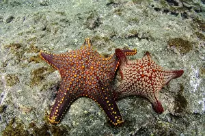 Echinoderm Prints: Panamic Cushion Star(Pentaceraster cummingi) GALAPAGOS ISLANDS, Ecuador, South