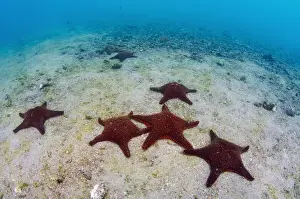 Images Dated 16th December 2014: Panamic Cushion Star(Pentaceraster cummingi) GALAPAGOS ISLANDS, Ecuador, South