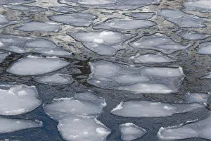 Images Dated 26th February 2016: Pancake Ice along Shiretoko Peninsula. Winter in Northern Hokkaido, Japan