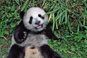 Panda Gallery: Panda cub in the bamboo grove, Wolong, Sichuan, China
