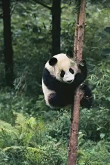 Panda Gallery: Panda cub climbing the tree, Wolong, Sichuan, China