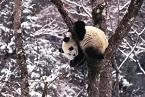 Sichuan Province Gallery: Panda cub playing on tree covered with snow, Wolong, Sichuan Province, China
