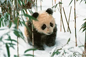 Bear Gallery: Panda cub on snow, Wolong, Sichuan, China