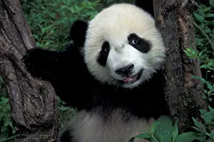 Sichuan Province Gallery: Panda cub with tree, Wolong, Sichuan Province, China