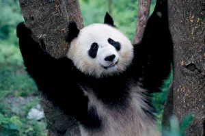 Endangered Prints: Panda cub, Wolong, Sichuan, China