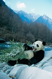 Panda eating bamboo by river bank, Wolong, Sichuan, China