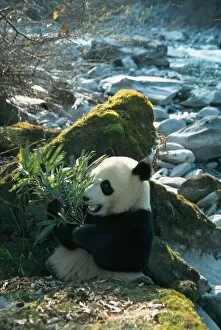 Panda Gallery: Panda eating bamboo by river bank, Wolong, Sichuan, China