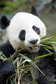 Sichuan Province Gallery: Panda eating bamboo shoots ( Alluropoda Melanoleuca ) at a Panda reserve Unesco World Heritage site