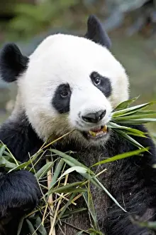 Chinese Prints: Panda eating bamboo shoots ( Alluropoda Melanoleuca ) at a Panda reserve Unesco World Heritage site