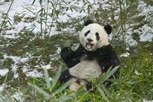 Panda Gallery: Panda eating bamboo on snow, Wolong, Sichuan, China