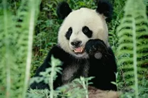 Panda Gallery: Panda the forest, Wolong, Sichuan, China