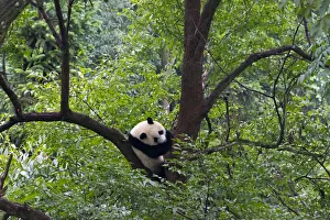 Panda Gallery: Panda on tree, Panda Reserve, Ya an, Sichuan, China