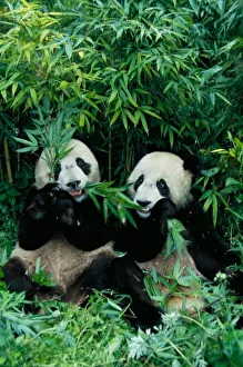 Sichuan Prints: Two pandas eating bamboo together, Wolong, Sichuan, China
