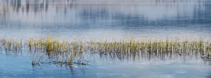 Reed Prints: Panorama of lake
