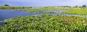 Images Dated 31st July 2012: Panorama of lakes and channels in the Danube Delta, romania