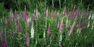 Images Dated 24th August 2004: A panorama of lush foxgloves in full bloom