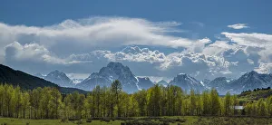 Panoramic of cottonwood trees and cumulus clouds in spring, Grand Teton National Park