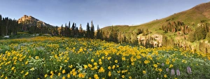 Geranium Prints: Panoramic Field of Wildflowers, Arnica SP, Urticifolia Horse Mint, Cow Parsnip